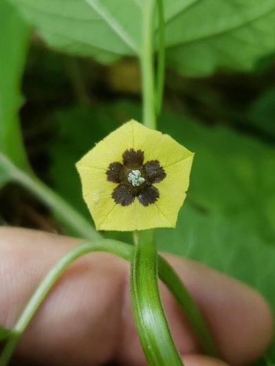 Physalis cordata, photographed by Alex Abair