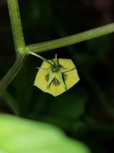 Physalis cordata, photographed by Alex Abair