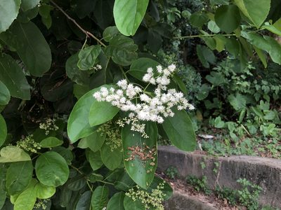 Ehretia acuminata, photographed by Cheng-Tao Lin