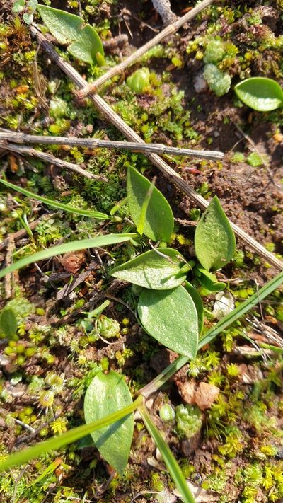 Ophioglossum lusitanicum, photographed by Rosalie Lawrence