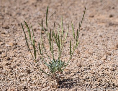 Boechera platysperma, photographed by Tim Messick