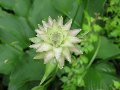 Hosta sieboldiana, photographed by Marco Mussita