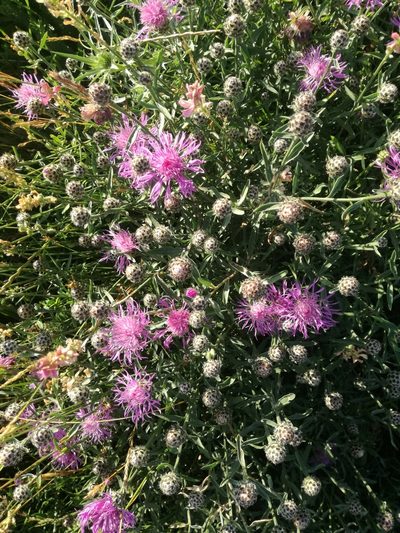 Centaurea ambigua, photographed by Andrea Meucci