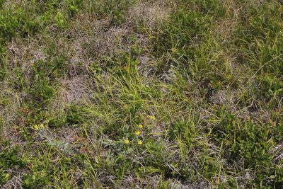 Carex lucorum, photographed by Quinten Wiegersma