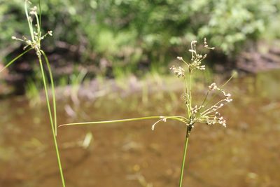 Scirpus atrocinctus, photographed by Quinten Wiegersma