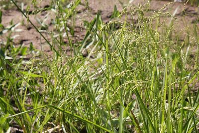 Glyceria canadensis, photographed by Quinten Wiegersma