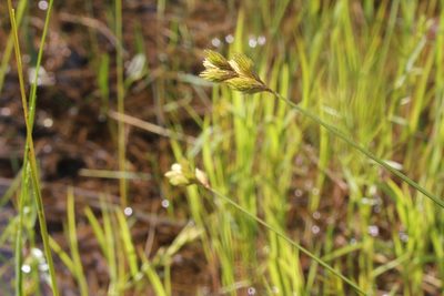 Carex scoparia, photographed by Quinten Wiegersma