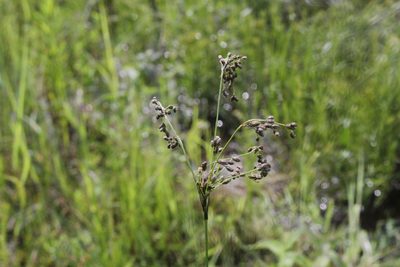 Scirpus atrocinctus, photographed by Quinten Wiegersma