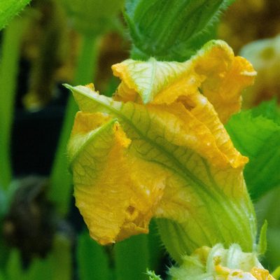 Cucurbita pepo, photographed by David Ashcroft