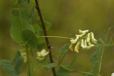 Vicia pisiformis, photographed by Вячеслав Юсупов