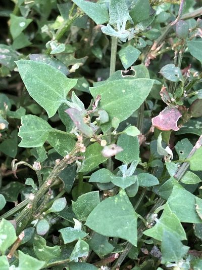 Chenopodium trigonon, photographed by Greg Tasney