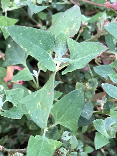 Chenopodium trigonon, photographed by Greg Tasney