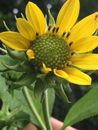 Helianthus resinosus, photographed by Becky Dill