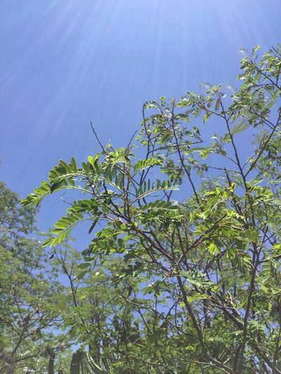 Senna polyantha, photographed by Erick Vélez Sánchez