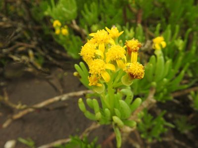 Senecio sarcoides, photographed by Matthew Fainman