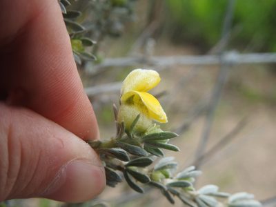 Aspalathus ternata, photographed by Matthew Fainman