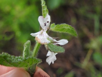 Stachys bolusii, photographed by Matthew Fainman