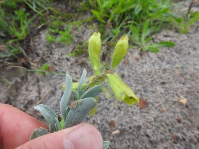 Salvia lanceolata, photographed by Matthew Fainman