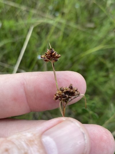 Rhynchospora globularis, photographed by Alan Weakley