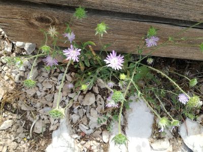 Knautia integrifolia, photographed by Andrea Meucci