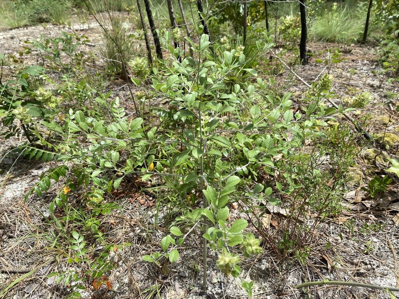 Pediomelum canescens, photographed by Alan Weakley