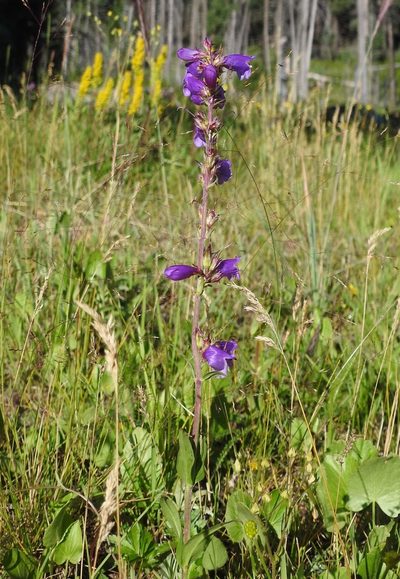 Penstemon deaveri, photographed by Laura Gaudette