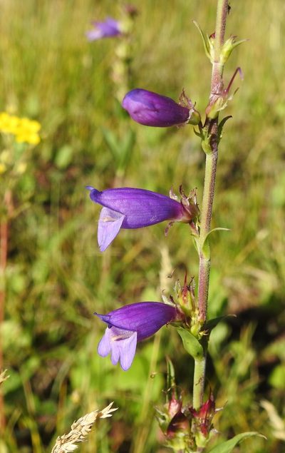 Penstemon deaveri, photographed by Laura Gaudette