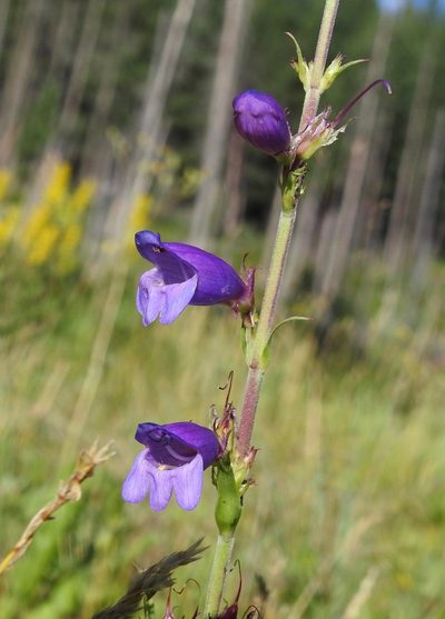 Penstemon deaveri, photographed by Laura Gaudette