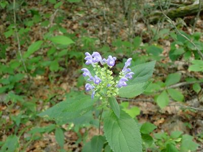 Scutellaria incana, photographed by John Abrams