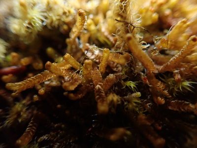 Neoorthocaulis floerkei, photographed by Randal