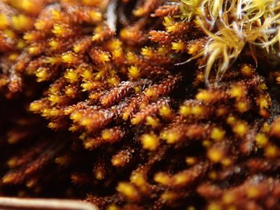 Andreaea rupestris, photographed by Randal