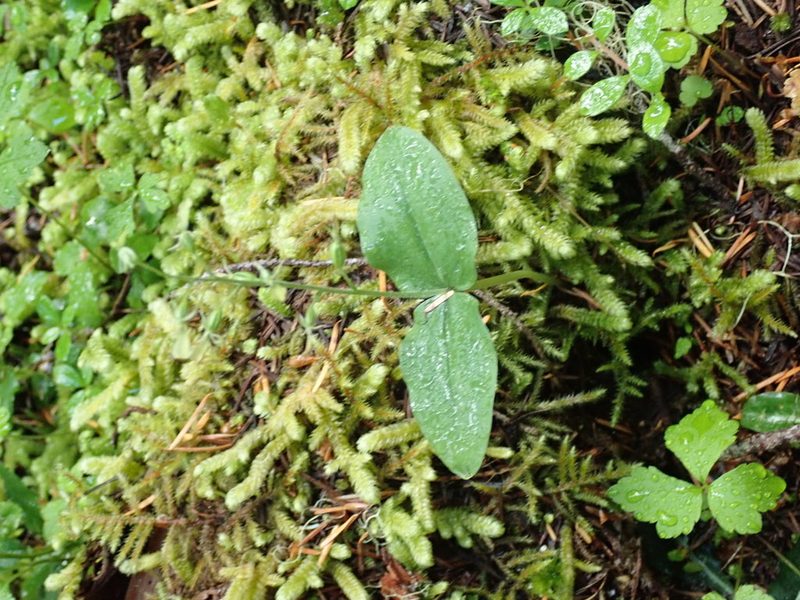 Neottia banksiana, photographed by Randal