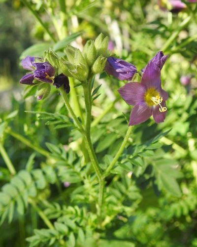 Polemonium apachianum, photographed by Laura Gaudette
