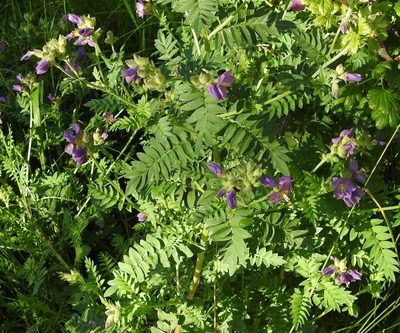 Polemonium apachianum, photographed by Laura Gaudette