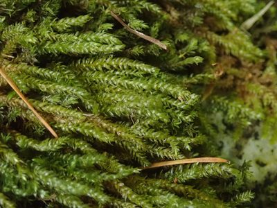 Scleropodium obtusifolium, photographed by Randal
