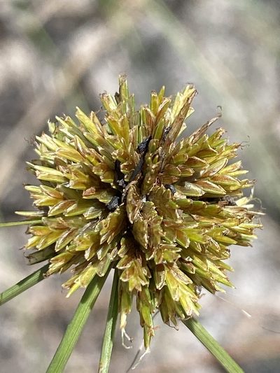 Cyperus filiculmis, photographed by Alan Weakley