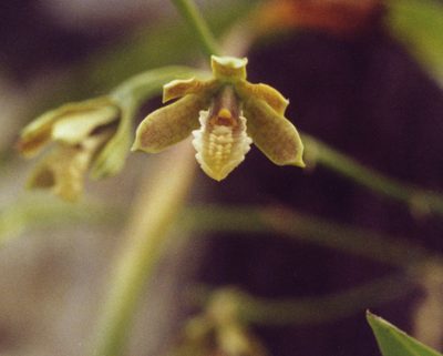 Prosthechea livida, photographed by portioid