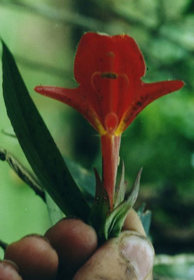 Columnea nicaraguensis, photographed by portioid