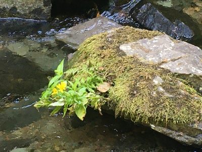 Arnica lanceolata, photographed by Casey Schreiner