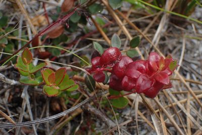 Vaccinium crassifolium, photographed by Austin Pursley