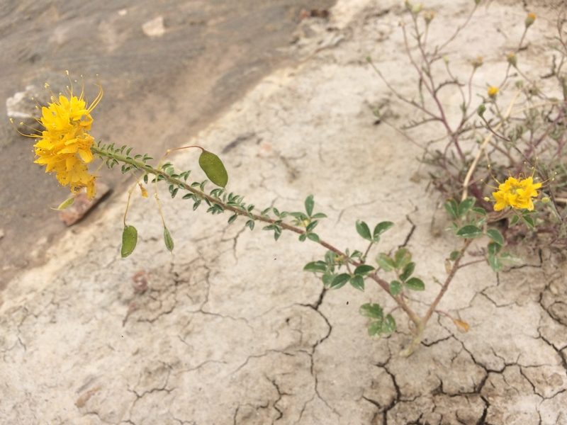 Cleomella platycarpa, photographed by B. Phalan