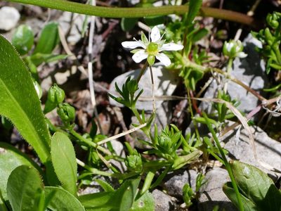 Moehringia ciliata, photographed by Wolfgang Jauch