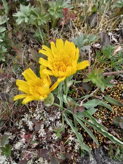 Scorzonera glabra, photographed by Алексей Ябс