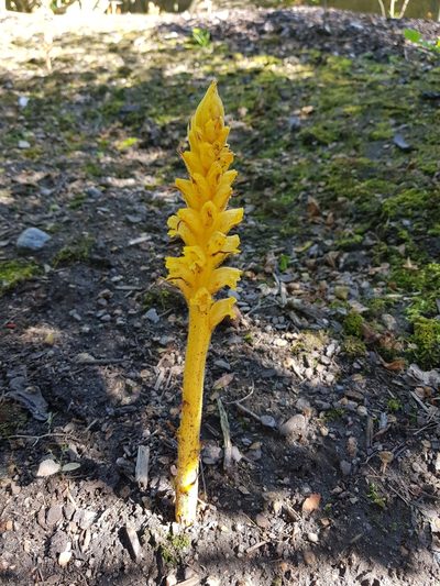 Orobanche lucorum, photographed by Ilkka Tuunainen