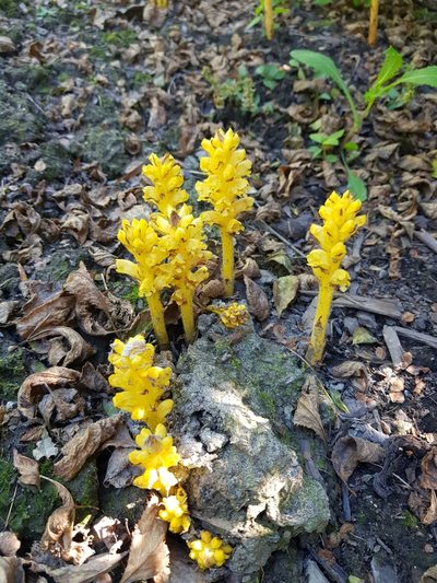 Orobanche lucorum, photographed by Ilkka Tuunainen
