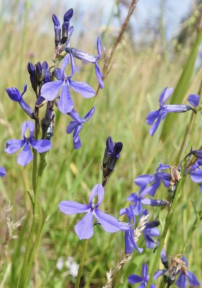 Lobelia anatina, photographed by Laura Gaudette