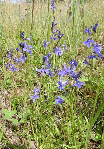 Lobelia anatina, photographed by Laura Gaudette