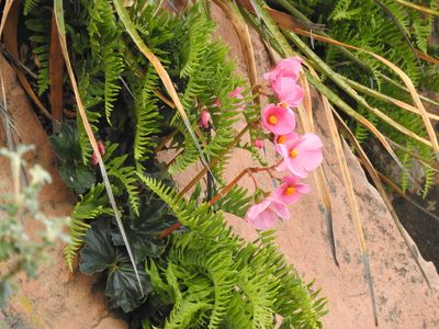 Begonia veitchii, photographed by Naturalist Tours