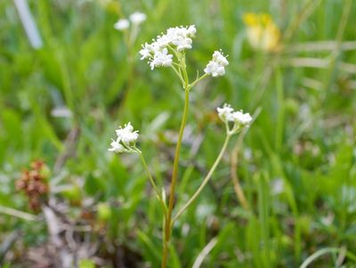 Valeriana saxatilis, photographed by Wolfgang Jauch
