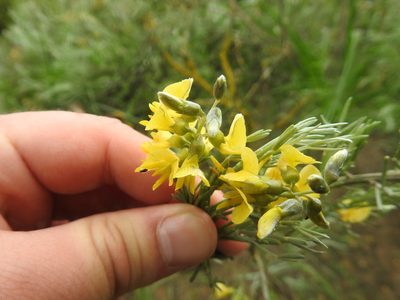 Calobota sericea, photographed by Matthew Fainman